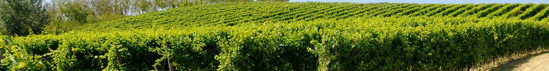 Piemonte DOC Chardonnay “Bianco italico”
